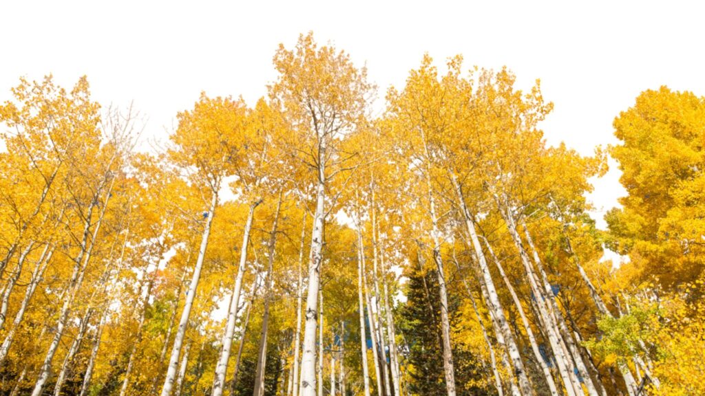 Aspen Trees