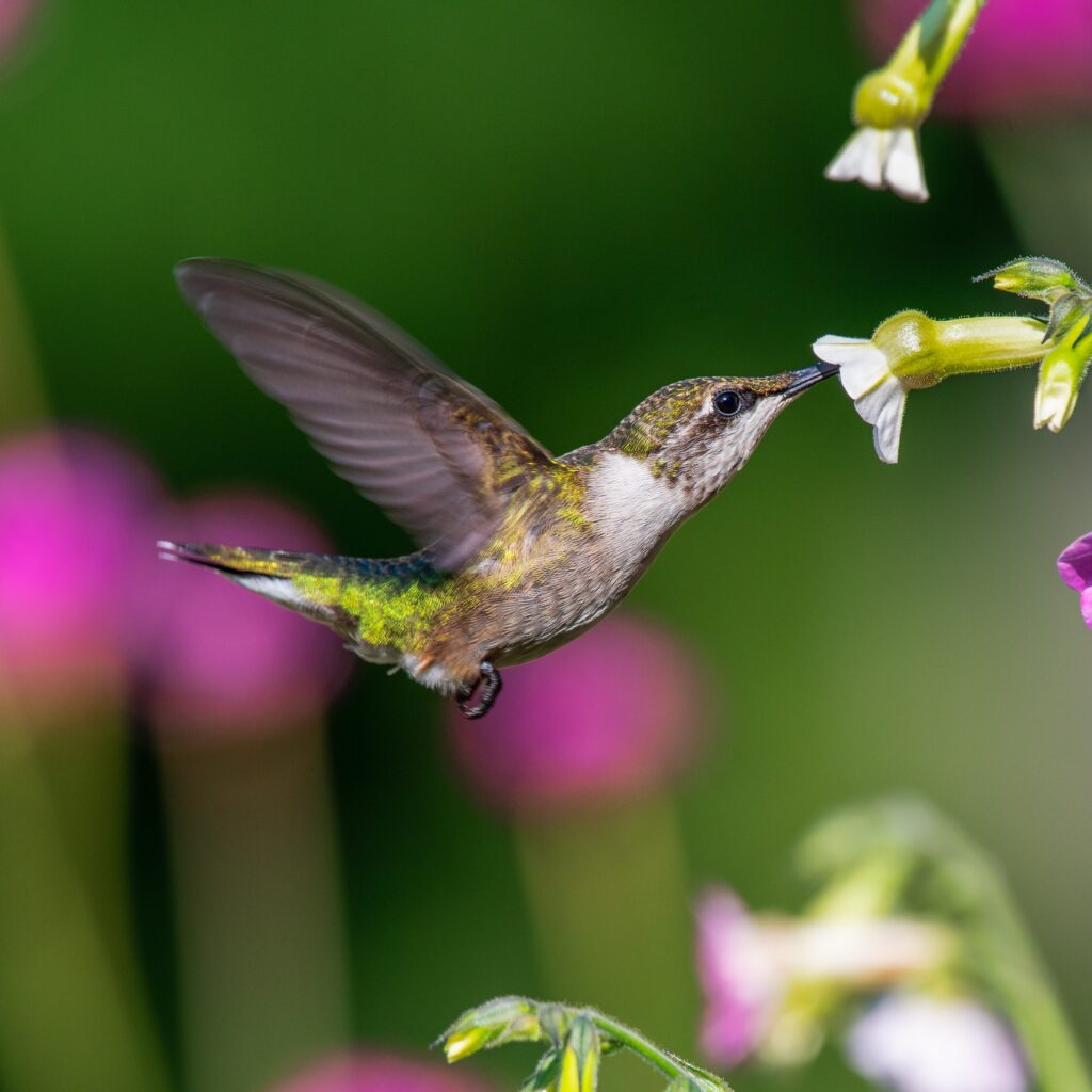 Hummingbird eating nectar