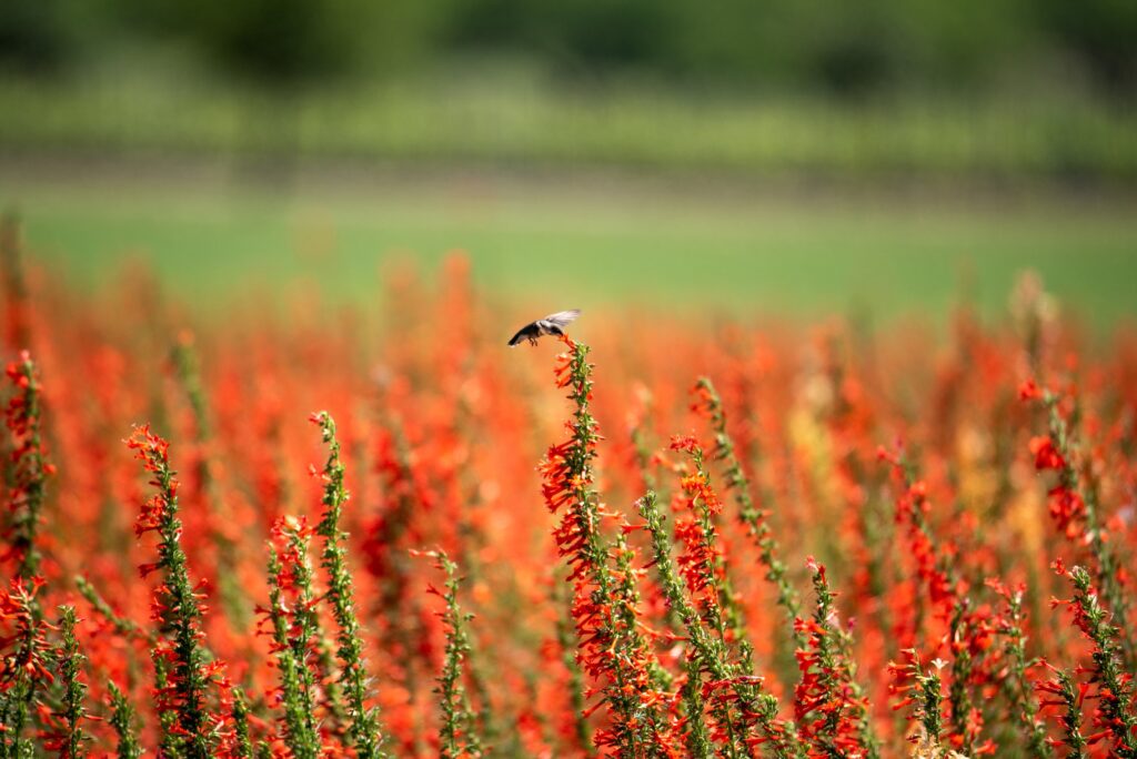 Hummingbird eating nectar