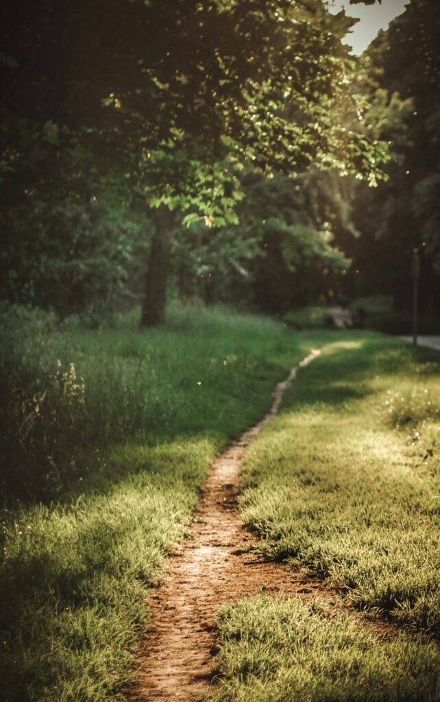 a path through a grassy area