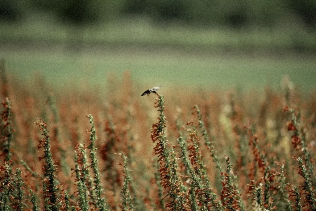 A hummingbird hovering over a field of wildflowers