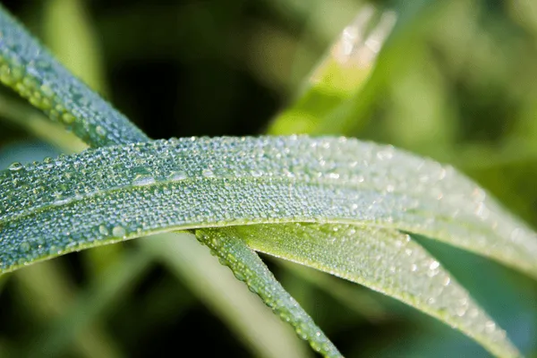Dewdrops on a blade of green grass, representing calm and clarity in ADHD life coaching